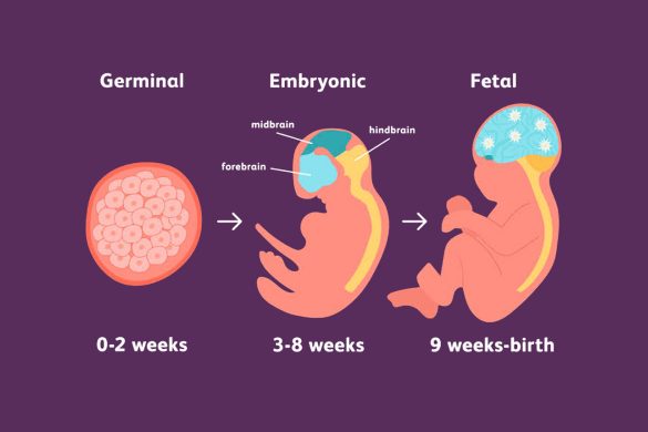 Stages Of Fetal Development Healthnews24seven