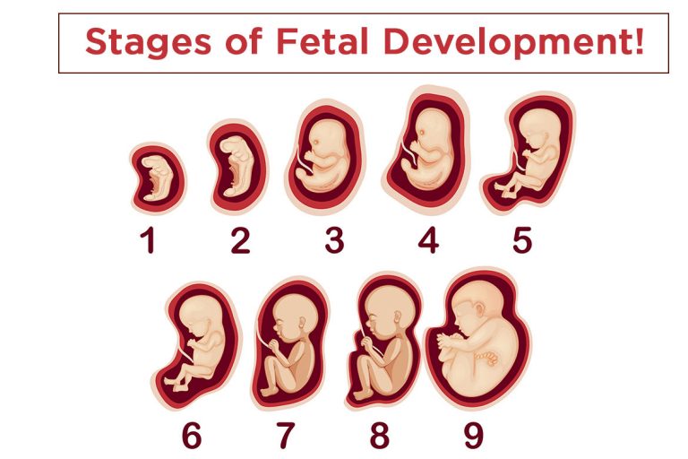 Stages-of-Fetal-Development! | HealthNews24Seven